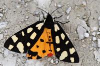 Arctia villica