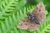 Erynnis tages