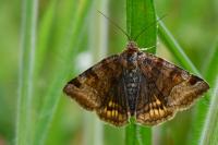 Euclidia glyphica