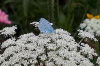 Celastrina argiolus