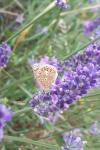 Polyommatus icarus