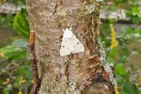 Acronicta leporina
