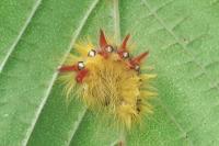 Acronicta aceris