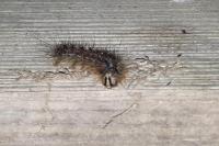 Lymantria dispar