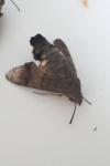 Macroglossum stellatarum