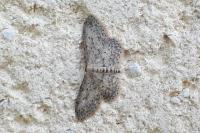 Idaea seriata