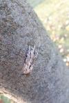 Asteroscopus sphinx
