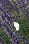 Pieris rapae