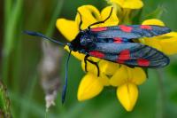 Zygaena trifolii