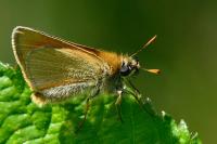 Thymelicus sylvestris
