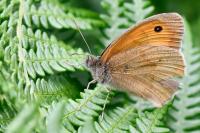 Maniola jurtina