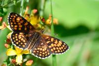 Melitaea athalia
