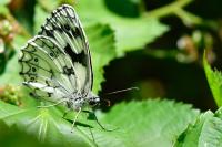 Melanargia galathea