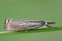 Chrysoteuchia culmella