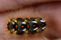 Acronicta rumicis