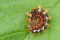 Acronicta rumicis