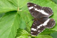 Limenitis camilla