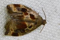 Archips crataegana