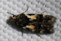 Teleiodes luculella