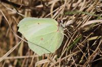 Gonepteryx rhamni