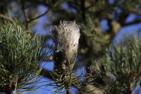 Thaumetopoea pityocampa