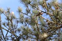 Thaumetopoea pityocampa