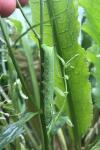 Deilephila elpenor