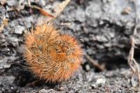 Arctia villica