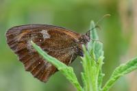 Pyronia tithonus
