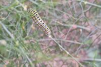 Papilio machaon