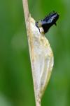 Zygaena trifolii