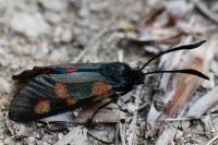 Zygaena trifolii