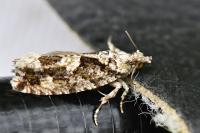 Zeiraphera isertana