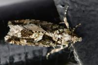 Zeiraphera isertana