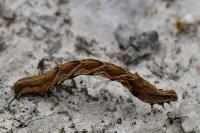 Timandra comae