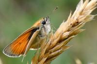 Thymelicus sylvestris