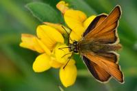 Thymelicus sylvestris