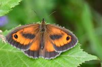 Pyronia tithonus