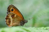 Pyronia tithonus