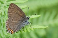 Satyrium ilicis