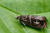 Olethreutes arcuella