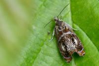 Olethreutes arcuella