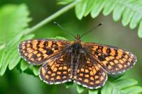 Melitaea athalia