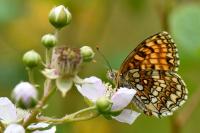 Melitaea athalia