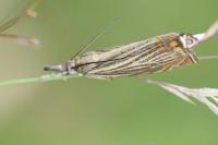 Chrysoteuchia culmella