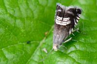 Grapholita compositella