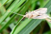 Coleophora