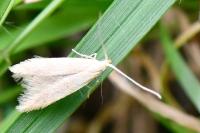 Coleophora