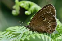 Aphantopus hyperantus
