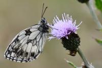 Melanargia galathea
